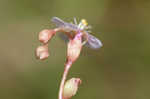 Pink sundew